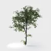 3D model realistycznego drzewa z mocnym ciemnym pniem i pełnym baldachimem żywych zielonych liści w formatach MAX, RAR i SKP.